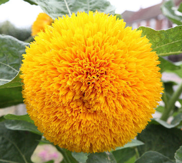 Helianthus Salicifolius Flower Seeds for Planting - 100 pcs