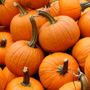 Sugar Pumpkin Fruit Seeds
