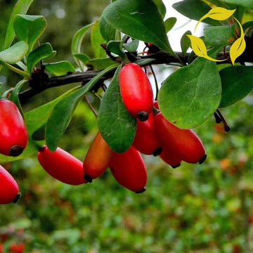 Japanese Barberry Fruit Seeds