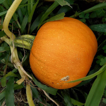 Sugar Pumpkin Fruit Seeds