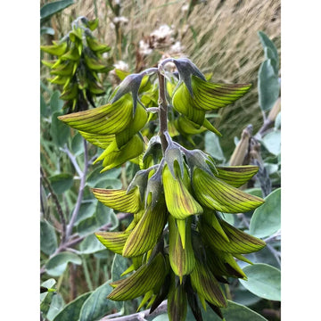 REGAL BIRDFLOWER 
  Crotalaria Cunninghamii EXOTIC HUMMINGBIRD