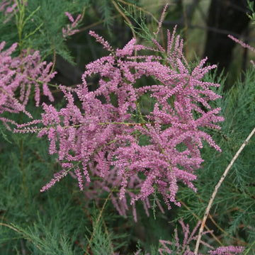 Pink Tamarix Ramosissima Plant Seeds for Garden Planting - 100 Pcs pcs