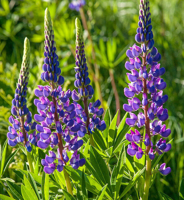 Purple Arroyo Lupine Flower Seeds for Planting ƒ?? Non-GMO, Heirloom Garden Seeds for planting in your garden.