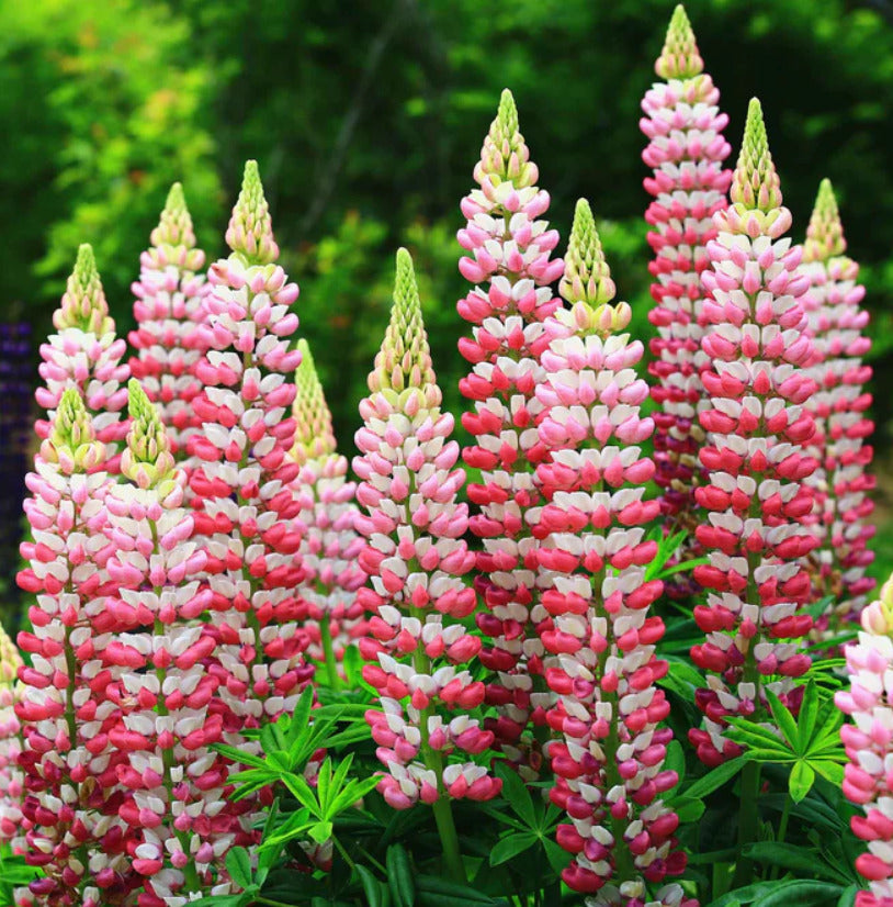 Russell Lupine Chatelaine Apricot Perennial Flower Seeds for Planting ƒ?? Hummingbird-Friendly