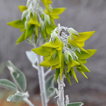 REGAL BIRDFLOWER 
  Crotalaria Cunninghamii EXOTIC HUMMINGBIRD