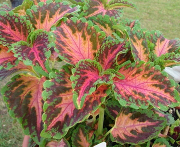 WIZARD CORAL SUNRISE SHADE LOVING SEEDS for Planting – Non-GMO, Colorful Ornamental Foliage Variety