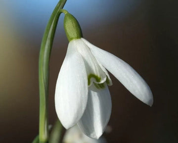 Organic Galanthus Flower Seeds White for Planting – Heirloom, Non-GMO