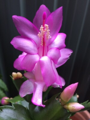 Violet Zygocactus Truncatus Flower Seeds for Planting - Non-GMO, Heirloom Garden Seeds