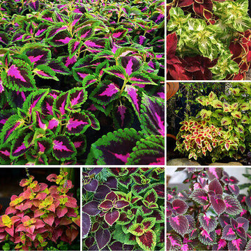 Coleus Hosta Rainbow Seed Mix Plant Seeds for Planting - Heirloom & Non-GMO seeds for Home Garden