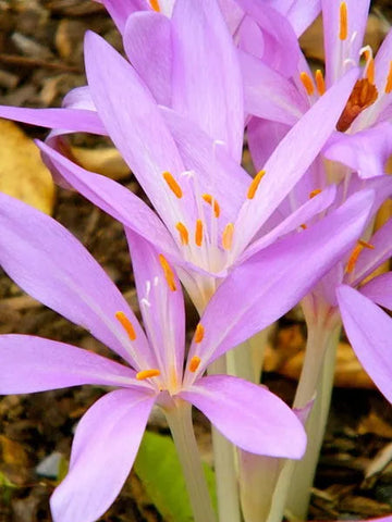 Heirloom Non-GMO Autumn Crocus Flower Seeds – Fall-Blooming Beauties for Garden Planting