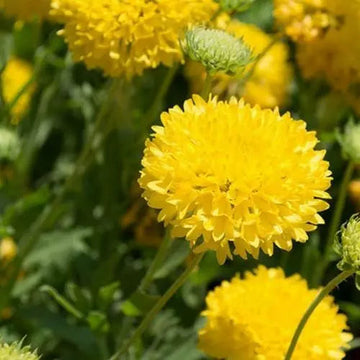 Heirloom Non-GMO Gaillardia Sundance Flower Seeds – Bold Garden Blooms