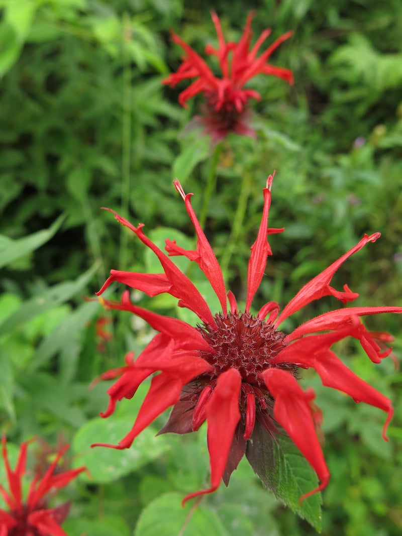 Heirloom Monarda Flower Seeds, Non-GMO Bee Balm Blooms for Pollinator-Friendly Garden Planting for planting in home garden