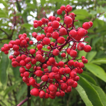 Red Elderberry Fruit Seeds