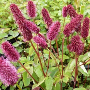 Heirloom Non-GMO Menzies Burnet Flower Seeds for Planting – Hardy Pollinator Blooms