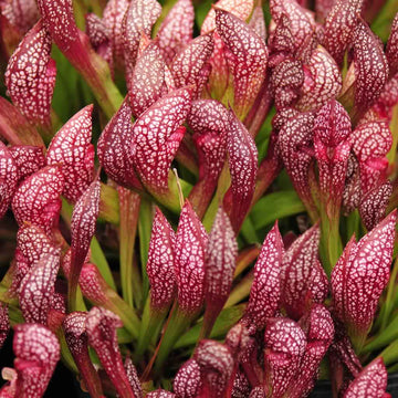 Heirloom Non-GMO Scarlet Sarracenia Carnivorous Plant Seeds for Planting – Unique Insect-Trapping Garden Plants