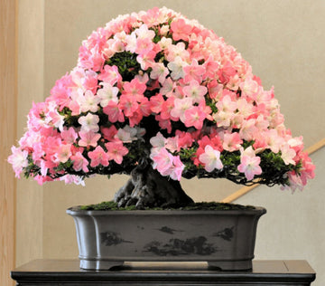 Mixed Satsuki Mischfarben Plant Seeds for Planting - NON GMO Seeds