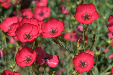 Heirloom Red Yarrow Flower Seeds for Planting, Non-GMO