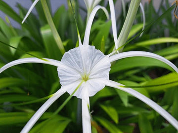 White Cape Lily Seeds for Planting â€“ Tropical Aquatic Blooms, Heirloom & Non-GMO Seeds