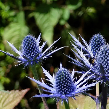 Heirloom Non-GMO Sea Holly Flower Seeds for Planting – Unique Drought-Tolerant Garden Blooms