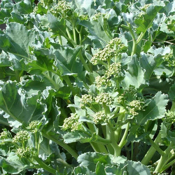 Crambe Maritima Vegetable Seeds