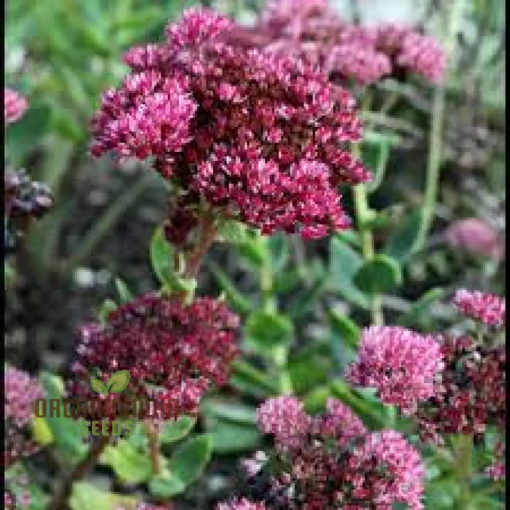 Sedum Emperors Flower Seeds for Planting - NON GMO Seeds for planting in home garden