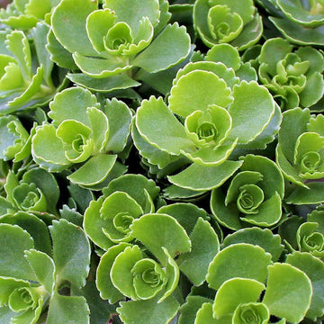 Heirloom Spurium Plant Seeds, Non-GMO Groundcover Succulent for Low-Maintenance Garden Planting