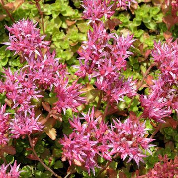 Pink Sedum Voodoo Seeds for Planting, NON GMO Seeds