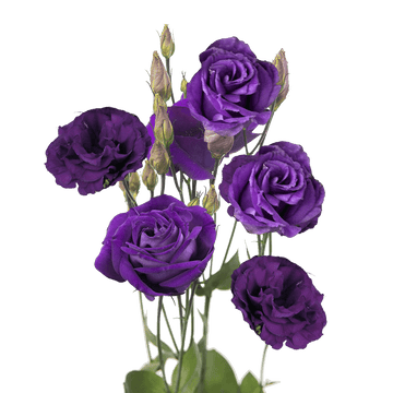 Purple Echo Lisianthus Flower Seeds for Planting - Heirloom, NON-GMO Seeds - Garden Blooms, Easy to Grow
