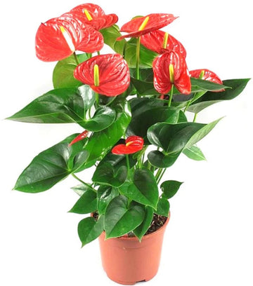 Heirloom Anthurium Flower Seeds – Exotic Houseplant