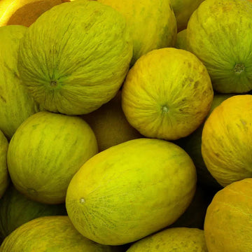 Casaba Melon Fruit Seeds