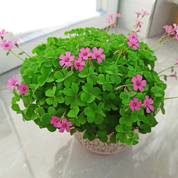 Heirloom Non-GMO Clover Flower Seeds for Planting – Pollinator-Friendly Ground Cover for Lush Gardens