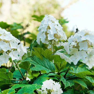 Mix Quercifolia Flower Seeds for Planting - NON GMO Seeds
