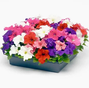 Mix Petunia Flower Seeds for Garden Planting - Beautiful Flower Seeds for Home Garden, GMO Free