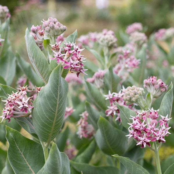 Heirloom Non-GMO Asclepias Speciosa Flower Seeds for Planting – Fragrant Pollinator-Friendly Garden Blooms - Non-GMO for planting in home garden