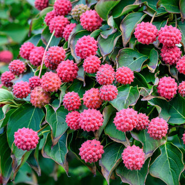 Kousa Dogwood Fruit Seeds