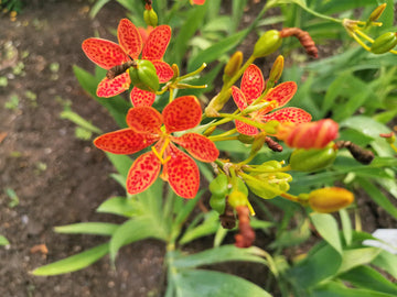 Red Leopard Flower Seeds for Planting - NON GMO Seeds
