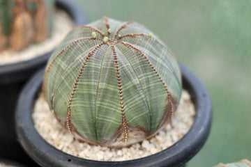 Heirloom Non-GMO Euphorbia Obesa Baseball Plant Flower Seeds for Planting