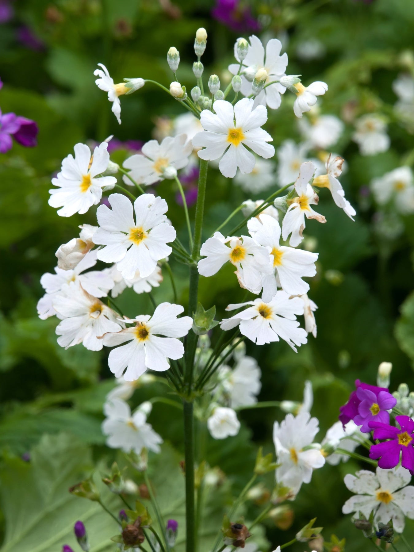Heirloom Non-GMO Primula Malacoides White Yellow Flower Seeds ƒ?? Charming Blooms for Garden Planting for planting in your garden.