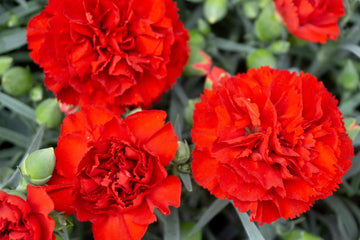 Heirloom Non-GMO Carnation Dianthus Flower Seeds for Planting – Fragrant Colorful Garden Blooms