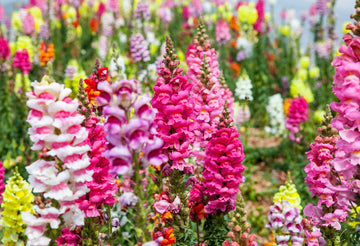 Heirloom Antirrhinum Flower Seeds, Non-GMO, Snapdragon Blooms for Garden Borders