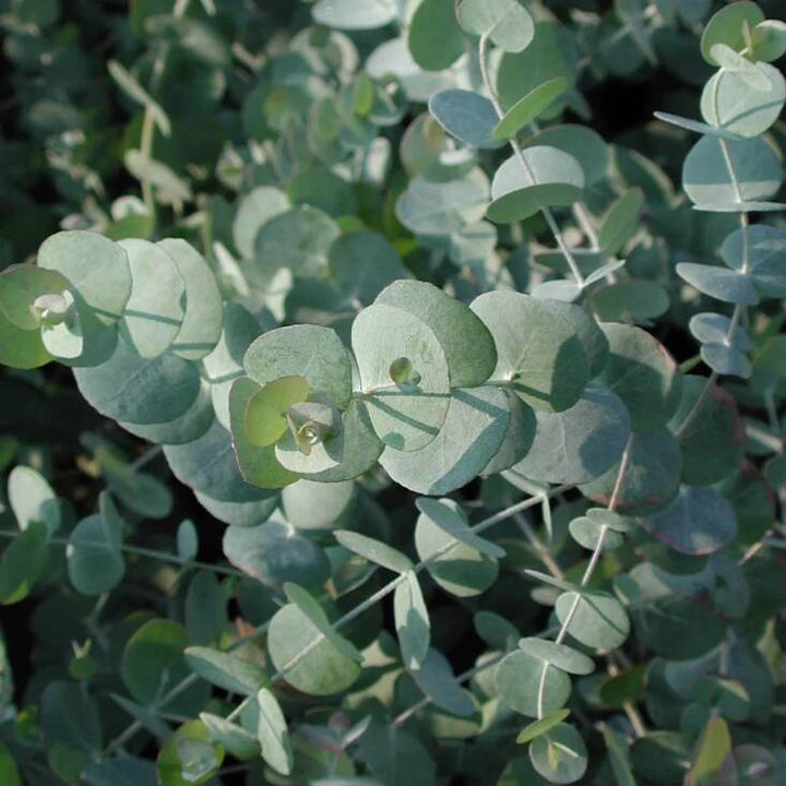 Eucalyptus Cinerea, Silver Dollar-Plant Seeds for Garden Planting