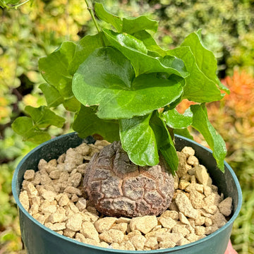 Dioscorea Elephantipes Yam Seeds for Planting - NON GMO Seeds