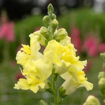 Lemon Sherbet Snapdragon Seeds for Planting - Grow Beautiful Snapdragon Flowers at Your Home