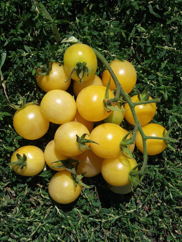 Snow White Cherry Tomato Seeds
