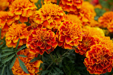 Heirloom Marigold Sparky Flower Seeds, Non-GMO Bright Blooms for Vibrant Garden Planting