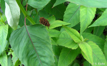 Eiche Plant Seeds for Planting - NON GMO Seeds