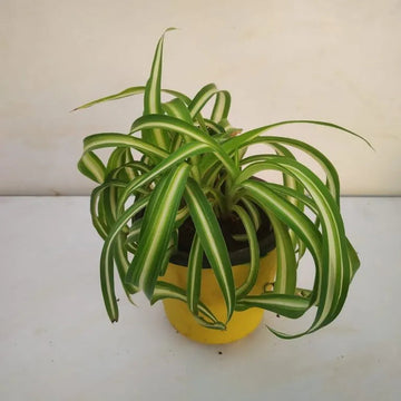 Heirloom Non-GMO Chlorophytum Plant Seeds – Air-Purifying Greenery for Garden