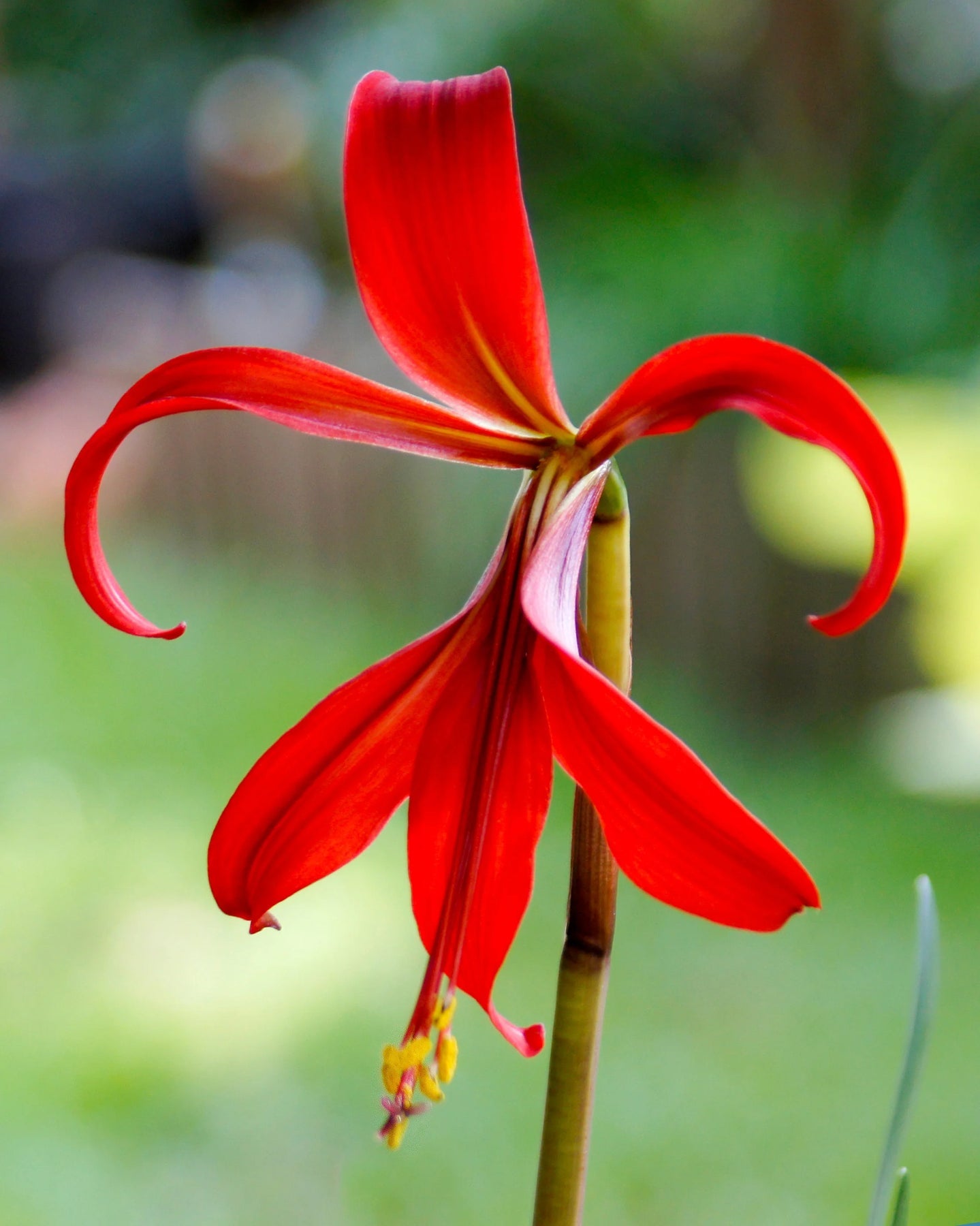 Sprekelia Flower Seeds for Planting - NON GMO Seeds for planting in home garden