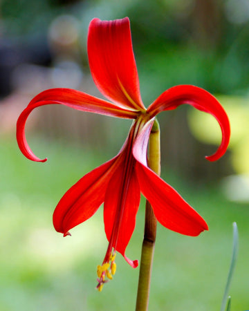 Sprekelia Flower Seeds for Planting - NON GMO Seeds