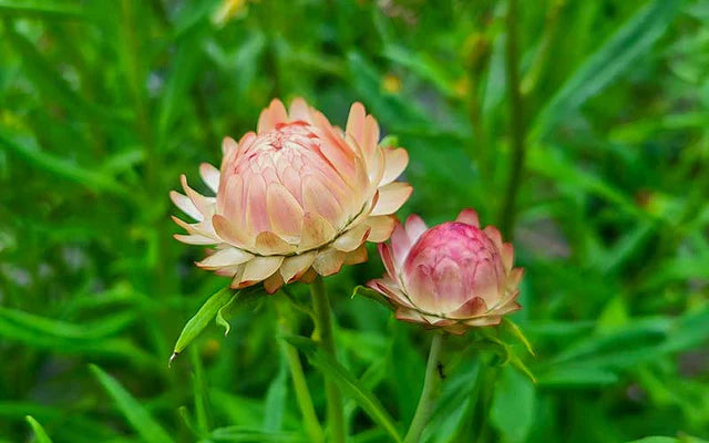 Strawflower Salmon Rose Seeds for Planting - Heirloom and Non-GMO Garden Seeds for planting in home garden